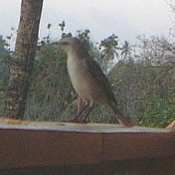 Tropical Mockingbird